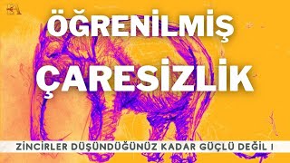 Fillerden İnsanlara: Öğrenilmiş Çaresizlik