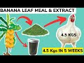 Here Is How To Boost Weight Gain & Growth Performance In Broilers using BANANA LEAF MEAL & EXTRACT