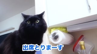 「おれだよ！」と言うねこ、しおちゃん Theo talks in a bossy way