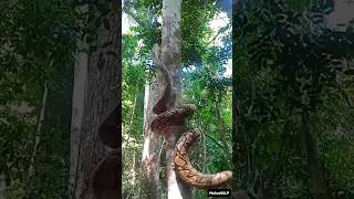 রাসেল ভাইপার সাপ 😱 Russel Viper snake