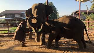 การถ่ายทอดสดของ พังโมเมย์ พลายนะโม Namo Elephant Surin