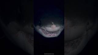 WHAT ARE YOUR FIRST THOUGHTS?🤔 IF YOU ENCOUNTER THIS 👆 tiktok 333productions #shark #night #swimming