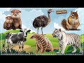 Funny Animal Moments Compilation For Relax: Otter, Ostrich, Squirrel, Cow, Pangolin, White Tiger
