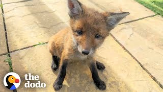 Family Rescues Baby Fox In Their Backyard And Reunites Him With Mom | The Dodo