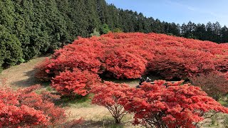 葛城高原のツツジ 咲き乱れるツツジの絶景      Beautiful view of blooming azaleas