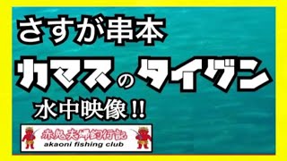 串本で見た　カマスの魚群　水中映像