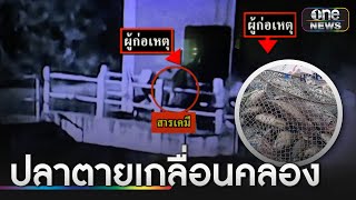 มือดีโรยสารพิษลงน้ำ ทำปลาตายเกลื่อนคลอง | ข่าวเช้าช่องวัน | สำนักข่าววันนิวส์