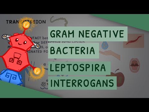 Is Leptospira Gram-negative?