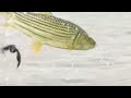 insane fish attacks birds fishing wildlife viralvideo