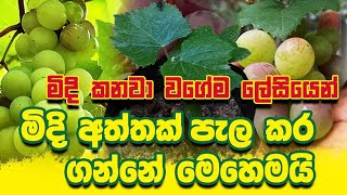 මිදි අත්තක් පැල කර ගන්නේ මෙහෙමයි lesiyen midi aththak pela karamu how to grow grapes from cutting