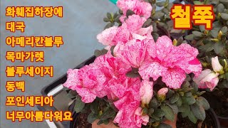 893회. 화훼집하장의 아름다운 사랑초와 공기정화 관엽수도 많아요.