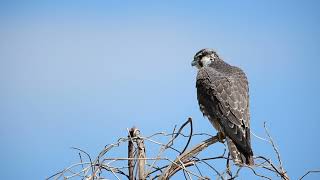 ハヤブサ　Peregrine Falcon bird watching