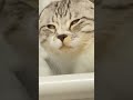 眠気に負けて白目になる猫 shorts ねこ 猫が可愛い