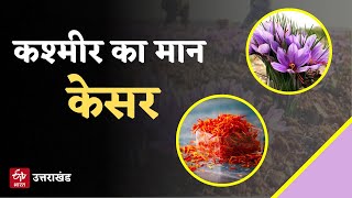 केसर, दुनिया का सबसे कीमती मसाला | Saffron, the world's most precious spice