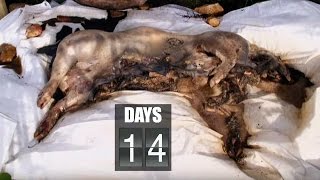 Time Lapse Pig Decomposition | Secrets of Everything | Earth Science