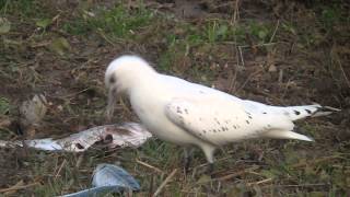 Ivory Gull juv Patrington Haven, East Yorkshire 16 Dec 2013 Martin Garner