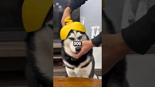 5 Reasons Not To Own a Husky 🐶