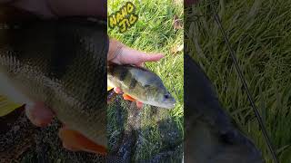 #shorts další macatý okoun z řeky na přívlač nano jig, big perch spinning fishing nano jig