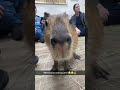 he’s a little cutie patootie capybara funny shorts