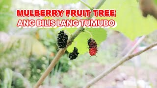 MULBERRY FRUIT TREE ANG BILIS TUMUBO #fruit #mulberry #tree #nature #garden