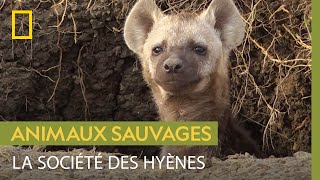 La vie mouvementée d'une hyène à la tête d'une meute