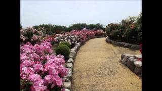 粕屋・駕与丁公園ばら園