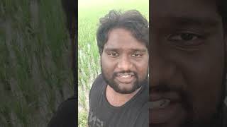 మా కష్టం పగవాళ్ళకి కూడా రాకుడదు #shorts #ytshorts #raithu #farmer #pallaviprashanth