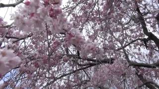 【京都 川端通の桜並木】正面橋から五条大橋まで 2014/04/05