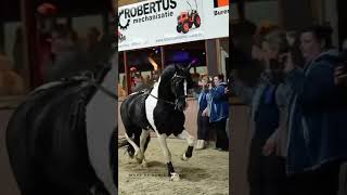 Barock pinto stallions performance KWPN Stallion show Exloo