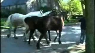 The Carriage Tour Horses on Mackinac Island