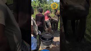 Visiting a Massive Catfish Farm in Akure