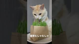 猫草むしゃむしゃ #猫 #cat