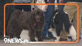 Last day of the Colorado Kennel Club show