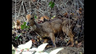 HIMALAYAN GORAL - FEEDING IN ITS HABITAT