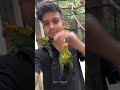 পাখিগুলো দিন দিন আমার ভক্ত হয়ে যাচ্ছে 🥰 birdsvalley openaviary