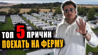 ТОП 5 причин УЕХАТЬ работать на ферме в ВЕЛИКОБРИТАНИИ.