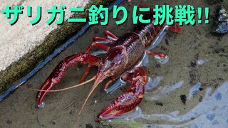 ザリガニ釣りに挑戦した結果…