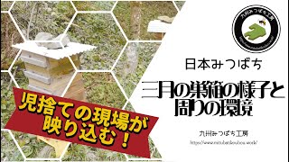 【ニホンミツバチ養蜂】日本みつばち 三月の巣箱の様子と周りの環境 How to Beekeeping