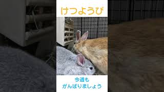 うさけつようび16