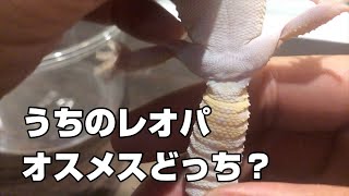 うちのレオパはオスメスどっち？