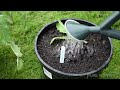 transplanting papaver somniferum the wall e method