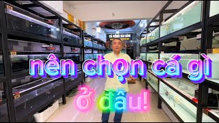 Nên Chọn Nuôi Cá Rồng Gì Ở Đâu | Cách Nuôi Cá Rồng | Chú Đầu Bạc