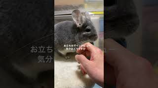 ㊗️チンチラと一緒に新年を迎える瞬間＃chinchilla＃チンチラ＃shorts