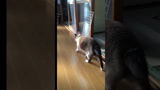 【ミニカー怖い！/アイちゃん】#保護猫 #ねこ #猫のいる暮らし #ねこ動画 #猫 #仔猫 #子猫 #cat #ハチくん #きなこ #シーちゃん #アイ