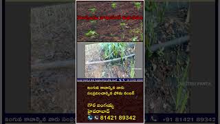 మిరప మొక్కలను నాటుకూనే విధానము | MIRCHI CULTIVATION#4 |#rythupanta #raithupanta #రైతుపంట #chillicrop