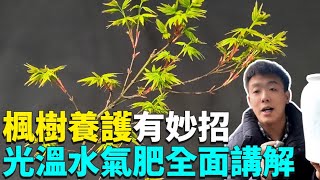 楓樹怎麼養？從5個方面輕鬆拿下，黃葉焦尖再也不怕，原來楓樹這麼好養活！|禪藝綠植工作室