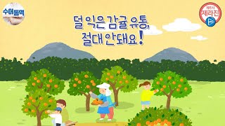 덜익은 감귤유통, 절대 안돼요!