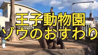 ゾウのおすわり 王子動物園 #kobe #kobejapan #ojizoo #elephant  #kobetrip #神戸 #王子動物園 #ぞう #ゾウ #ゾウのおすわり #おすわり #ゾウのズゼ