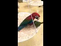 green wing and illigers macaw are best buds