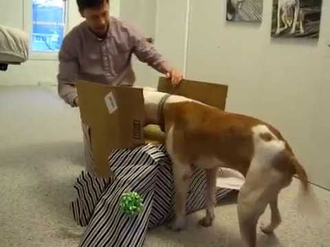 Αυτός ο σκύλος νίκησε τον καρκίνο και πήρε μια έκπληξη που δεν θα την ξεχάσει ποτέ. Απλά περιμένετε να ανοίξει το κουτί!